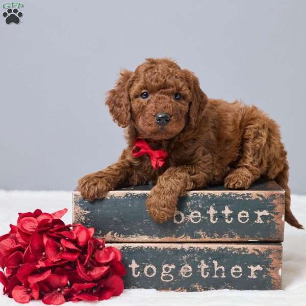 Cameo, Miniature Poodle Puppy